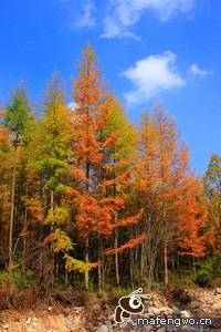 皇马客场险胜欧冠决赛在望